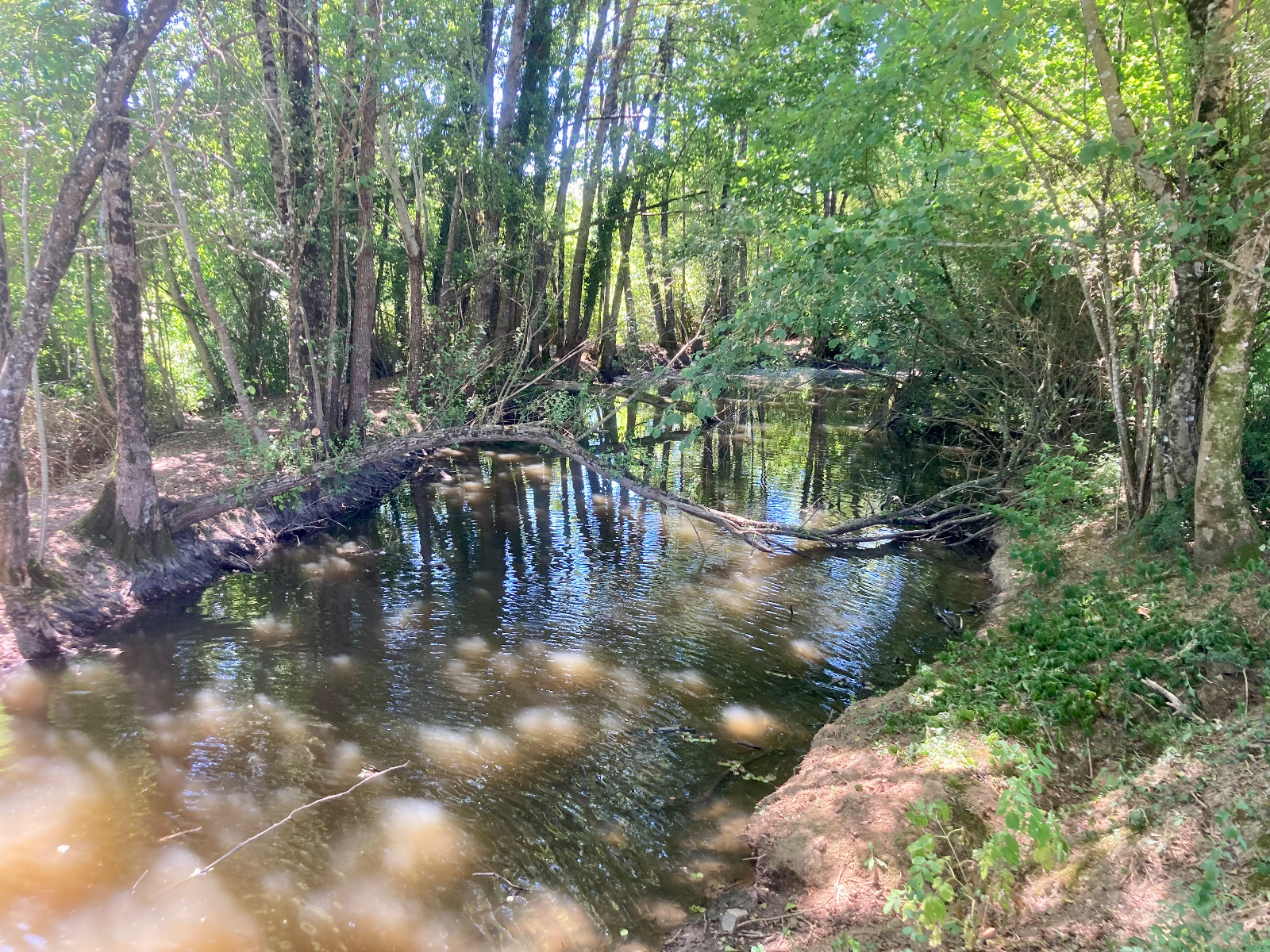 Etang de loisirs — photo 3