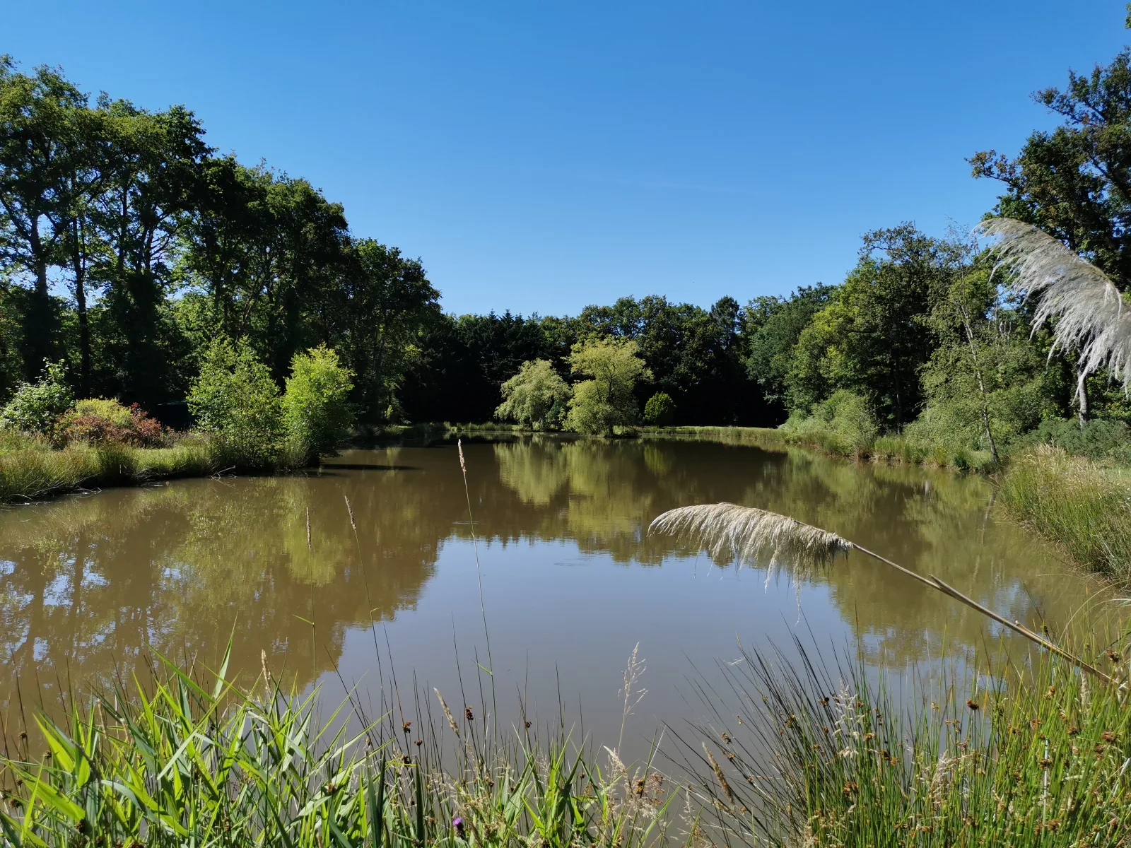 Etang de loisir à Dingé (35) — photo 2