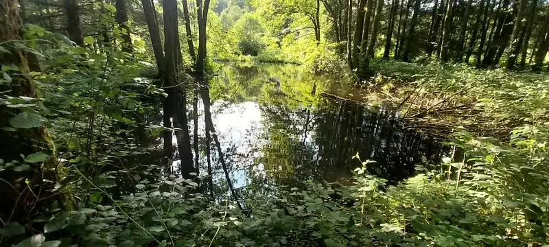 Étang d'agrément à Saint-Bresson