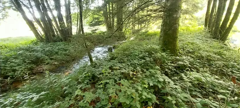 Étang d'agrément à Saint-Bresson — photo 5