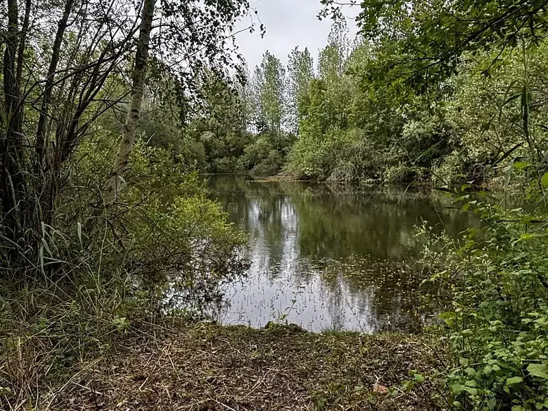 Étang de pêche à Charmoy (89)