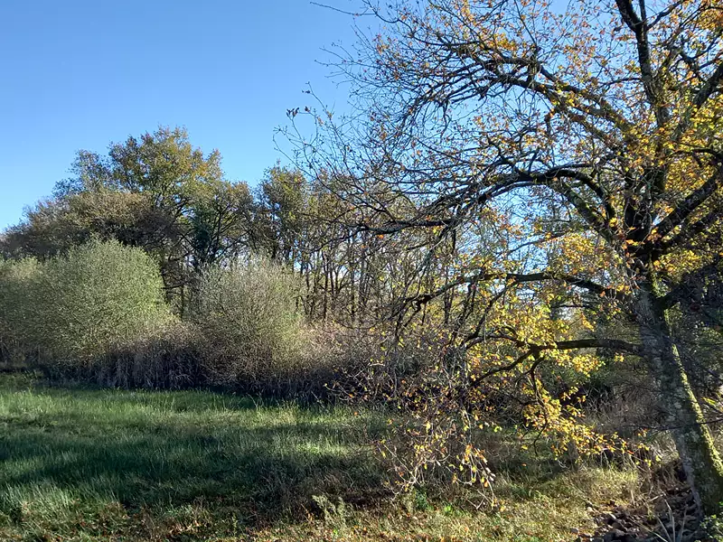 Sporting estate with two lakes, 32 ha in the Brenne, Indre — photo 5