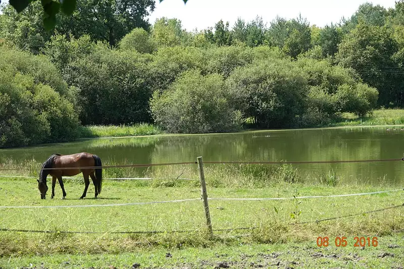 Étang d'agrément à Ligny-le-Ribault — photo 2