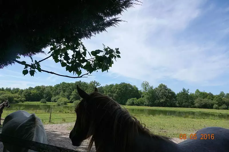 Étang d'agrément à Ligny-le-Ribault — photo 2