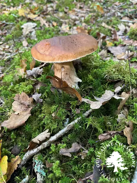 Étang d'agrément à Allogny — photo 4