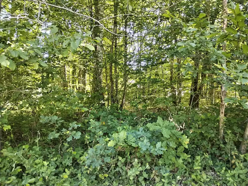Étang d'agrément à Bazoches-sur-le-Betz