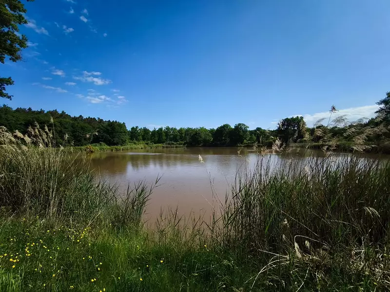 Étang de chasse de 1,2 ha à Mur-de-Sologne — photo 4