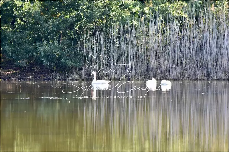 Étang de chasse de 1,5 ha à Saint-Martin-d'Abbat
