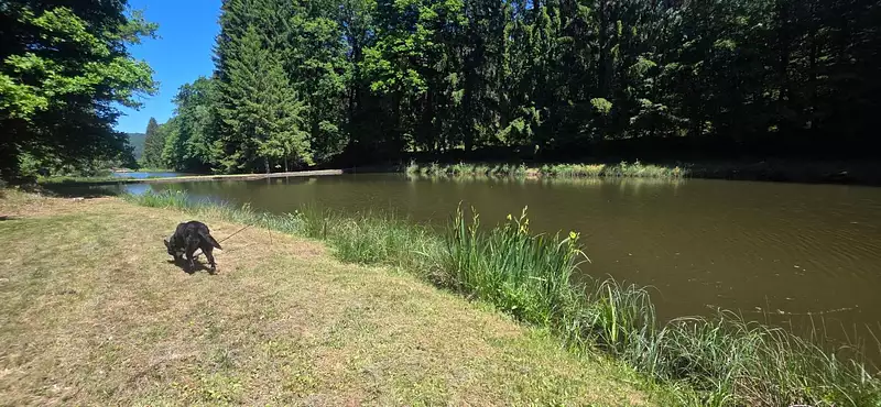 Étang de pêche à Reyersviller — photo 4