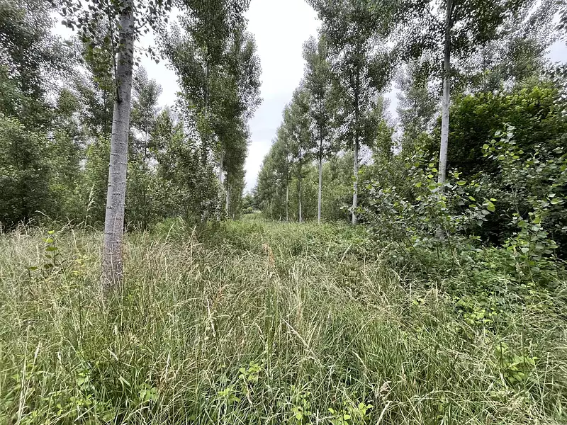 Leisure lake and poplar woodland, 1.5 ha in Champagne — photo 5