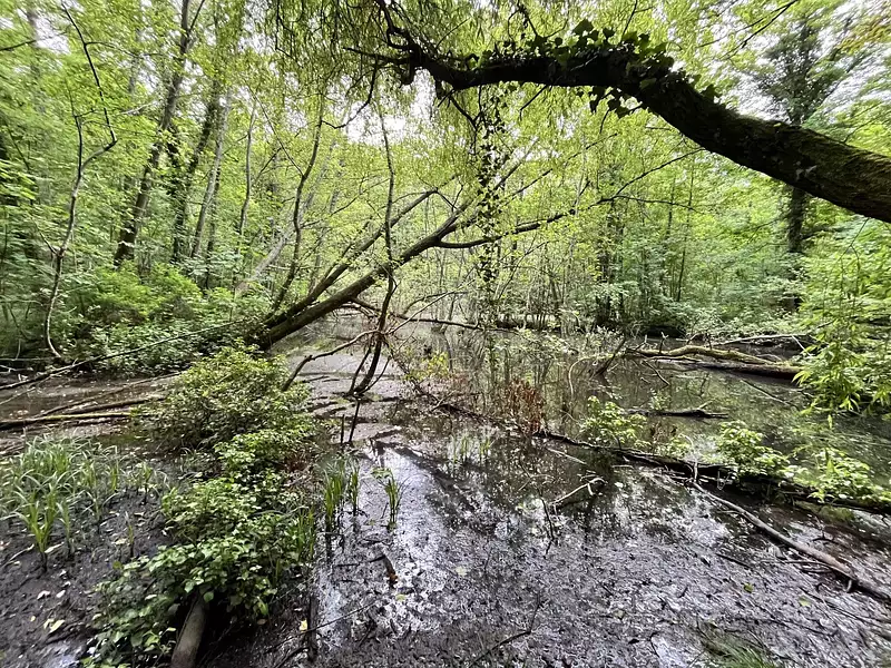 Étang d'agrément à Chevregny — photo 3