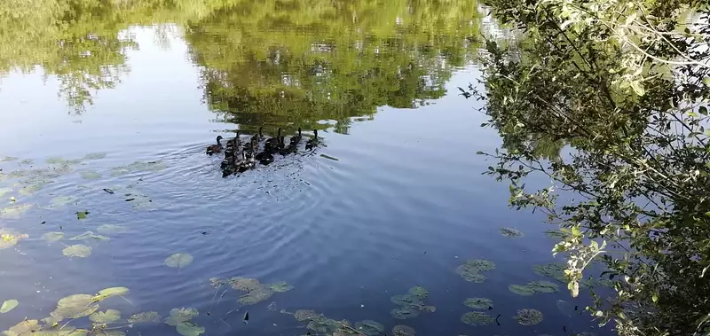 Étang de pêche de 1 ha à Soissons — photo 2