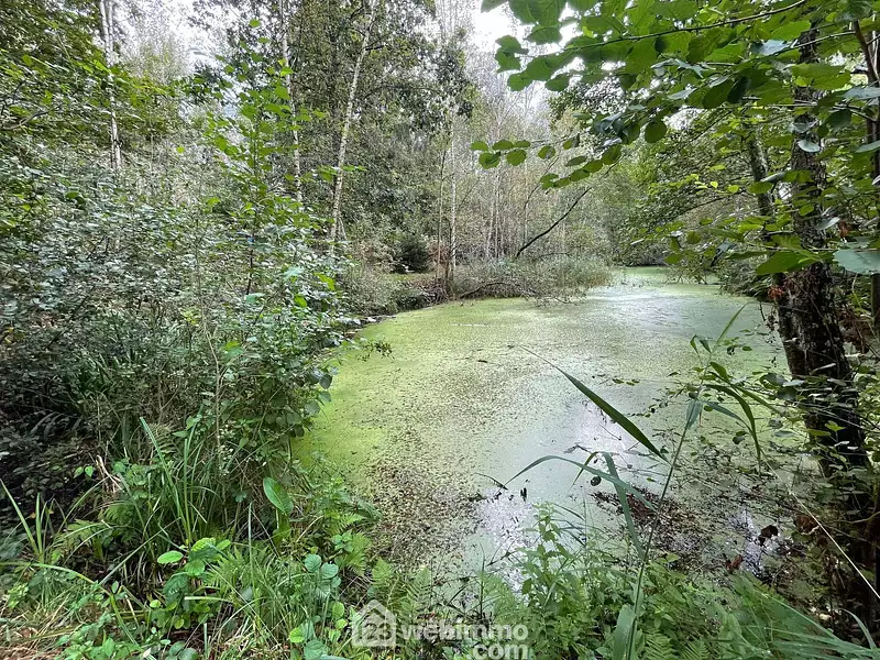 Étang d'agrément à Chaillevois
