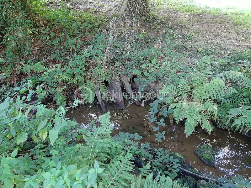 Étang d'agrément à Cognac-la-Forêt — photo 5