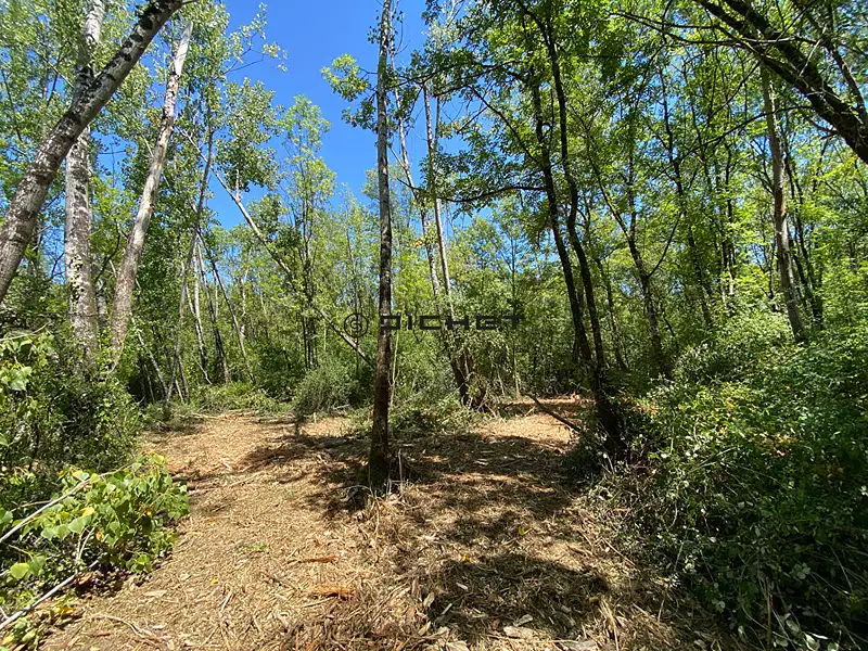Étang d'agrément à Fronsac — photo 2