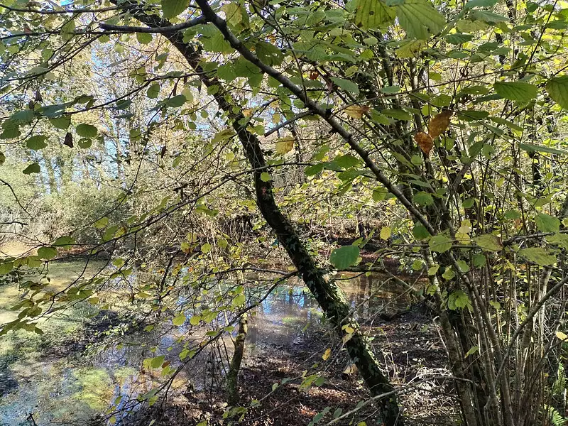 Étang d'agrément à Amou — photo 4