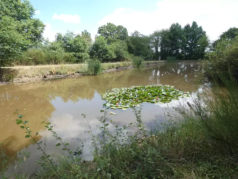Étang de pêche à Nuillé-le-Jalais — photo 5