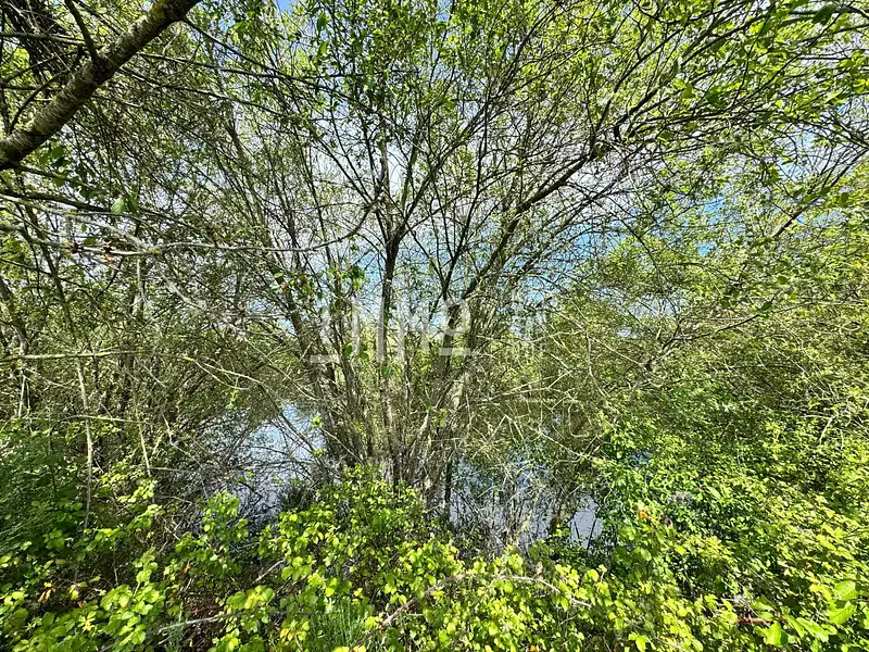 Étang d'agrément à Dissay-sous-Courcillon — photo 4