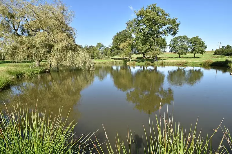 Étang de pêche à Ancenis-Saint-Géréon — photo 3