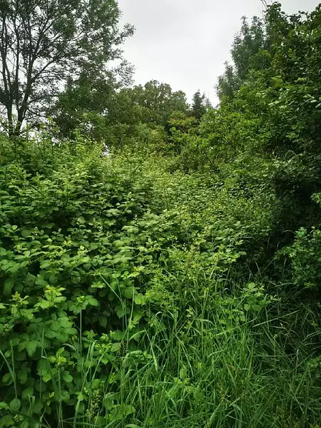 Étang d'agrément à Talmont-Saint-Hilaire — photo 3