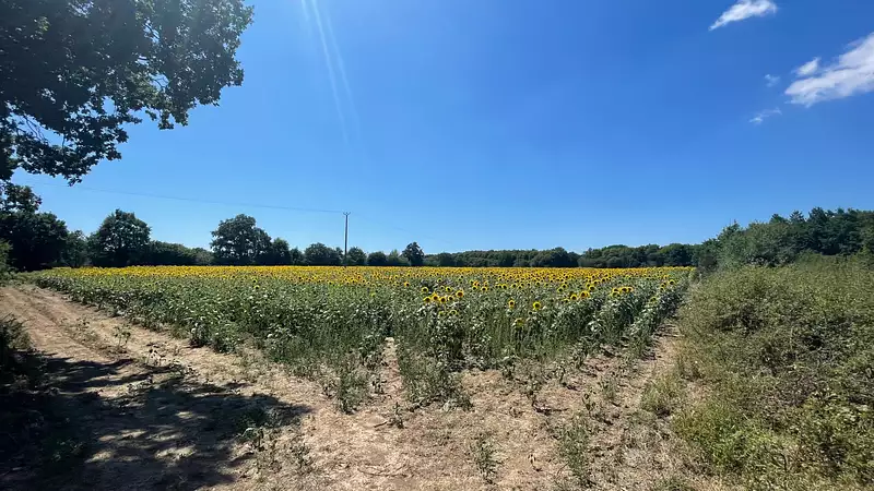 Étang d'agrément à Saint-Christophe-du-Ligneron — photo 2