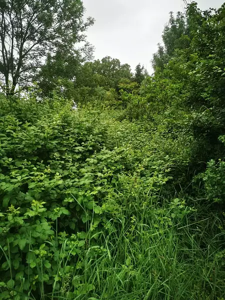 Étang d'agrément à Talmont-Saint-Hilaire — photo 5